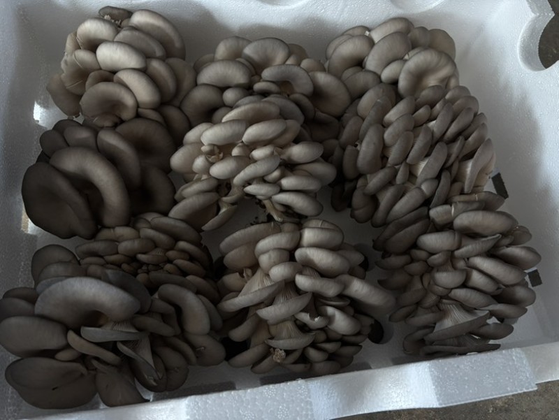 新鲜平菇A类