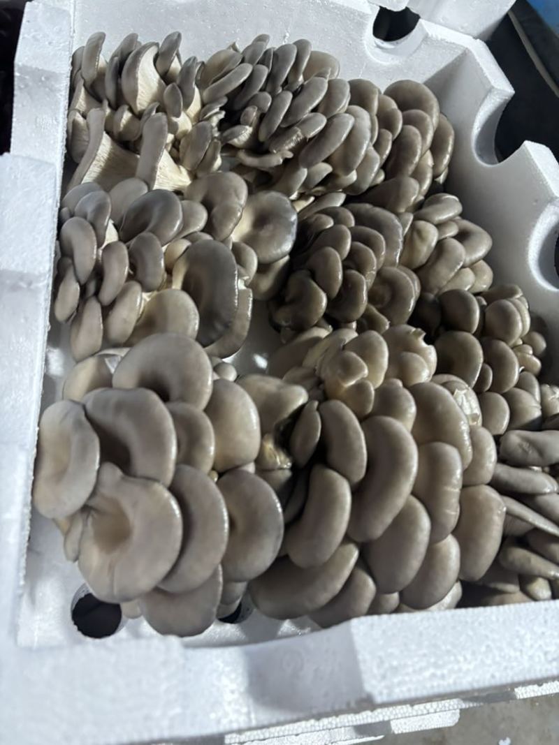 新鲜平菇A类