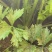 大棚芹菜