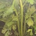 大棚芹菜