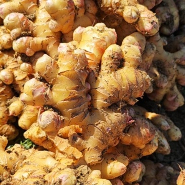 生姜
