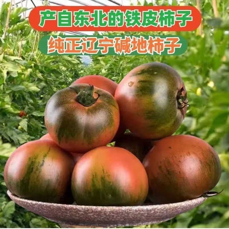 辽宁碱地铁皮柿子