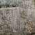 白杨树