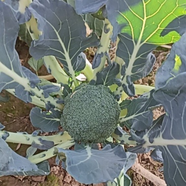 新鲜耐寒花菜待采摘，这几天都可以采