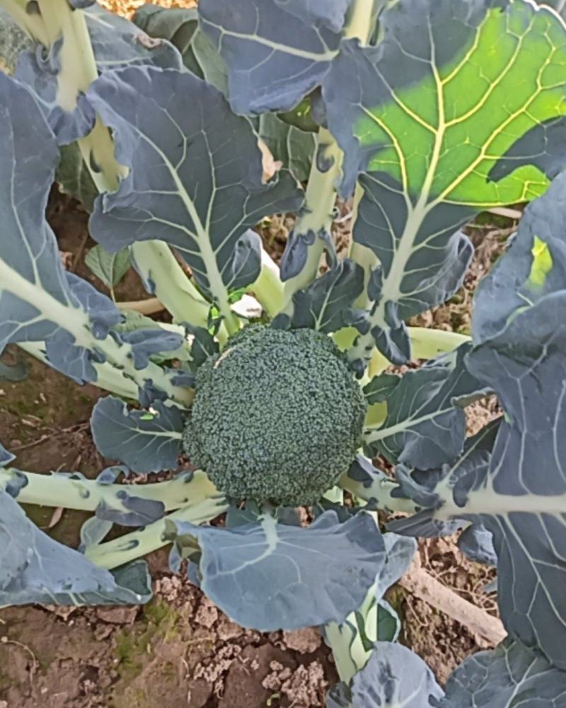 新鲜耐寒花菜待采摘，这几天都可以采