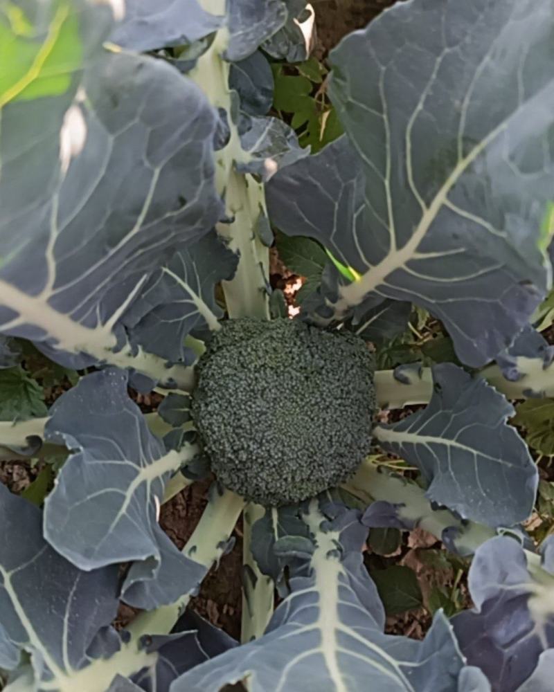 新鲜耐寒花菜待采摘，这几天都可以采