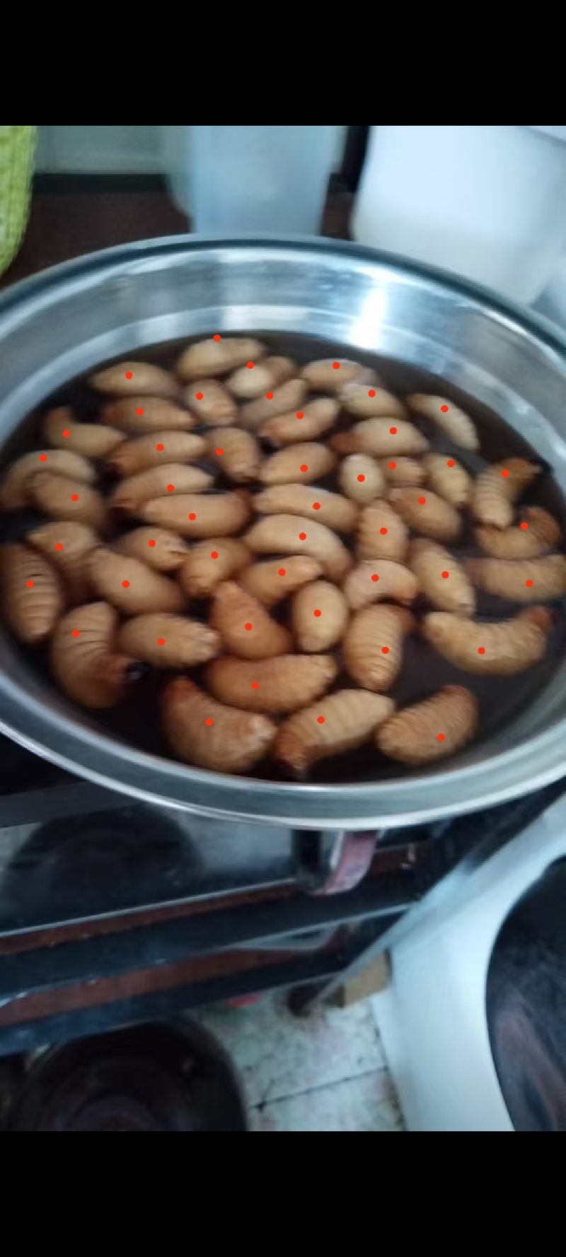 竹笋蛹