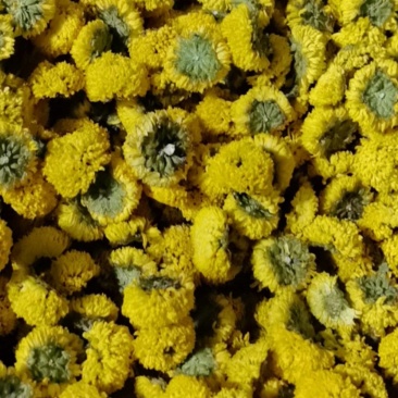 球菊