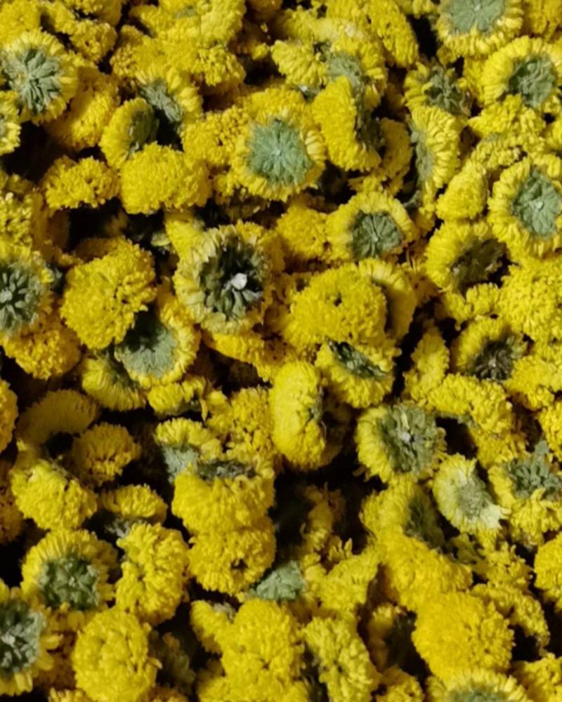球菊