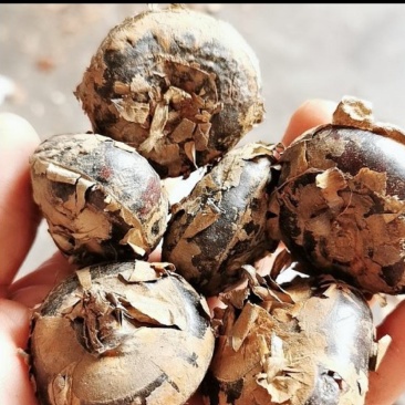 万亩新精品现挖马蹄荸荠发全国！包甜化渣！不满意包退