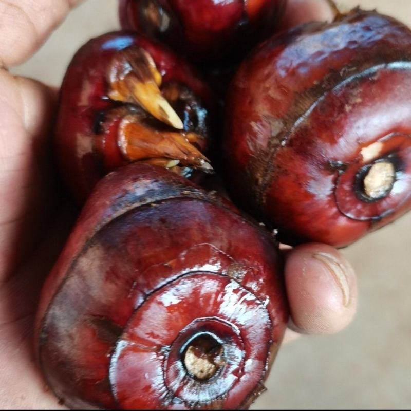 万亩新精品现挖马蹄荸荠发全国！包甜化渣！不满意包退