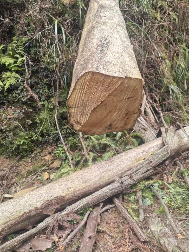杉木