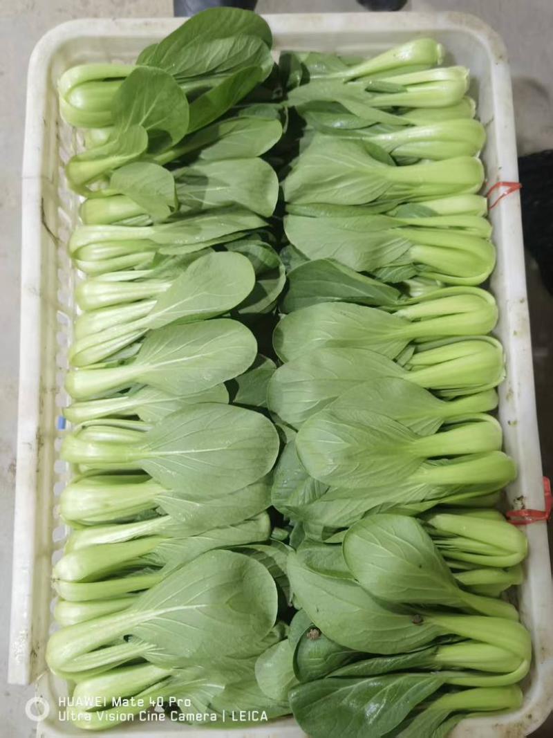 9毛一斤精品上海青🥬