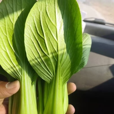 9毛一斤精品上海青🥬