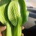 9毛一斤精品上海青🥬