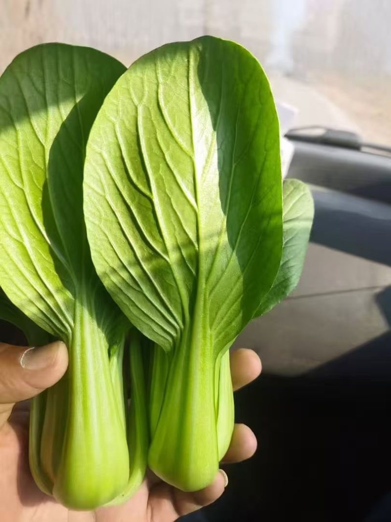 9毛一斤精品上海青🥬