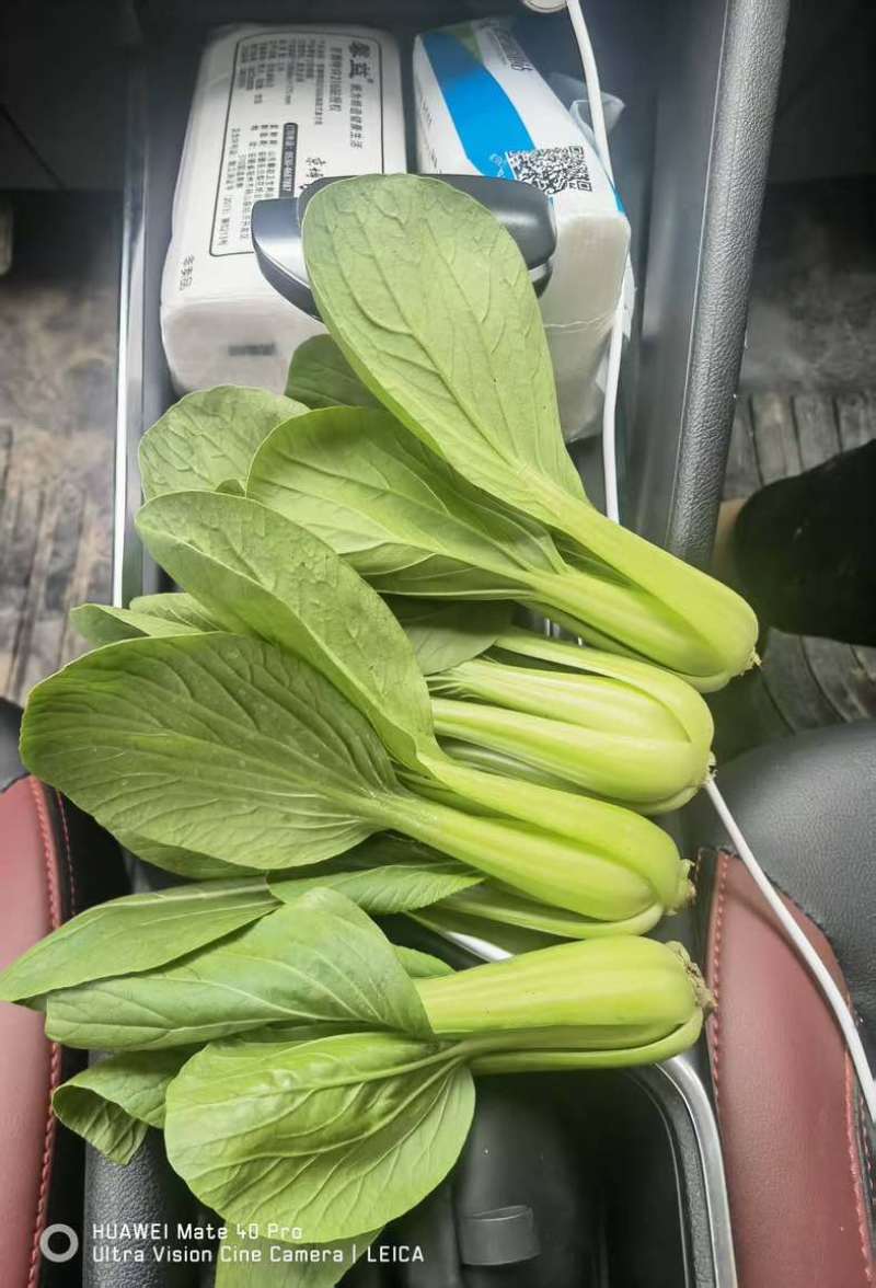 9毛一斤精品上海青🥬