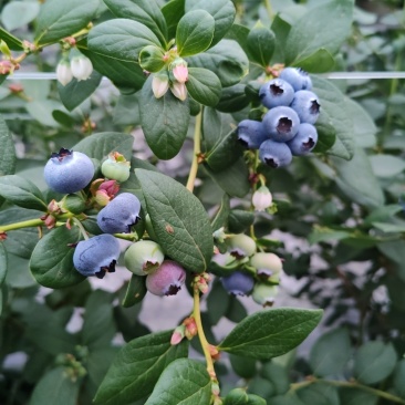 花香蓝莓