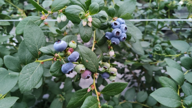 花香蓝莓