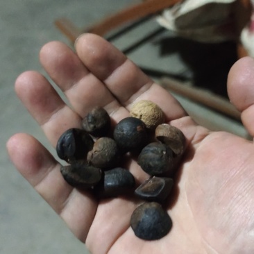 纯野生山茶籽油