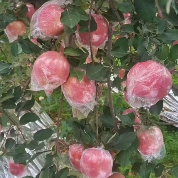 山西红富士苹果（纸加膜）