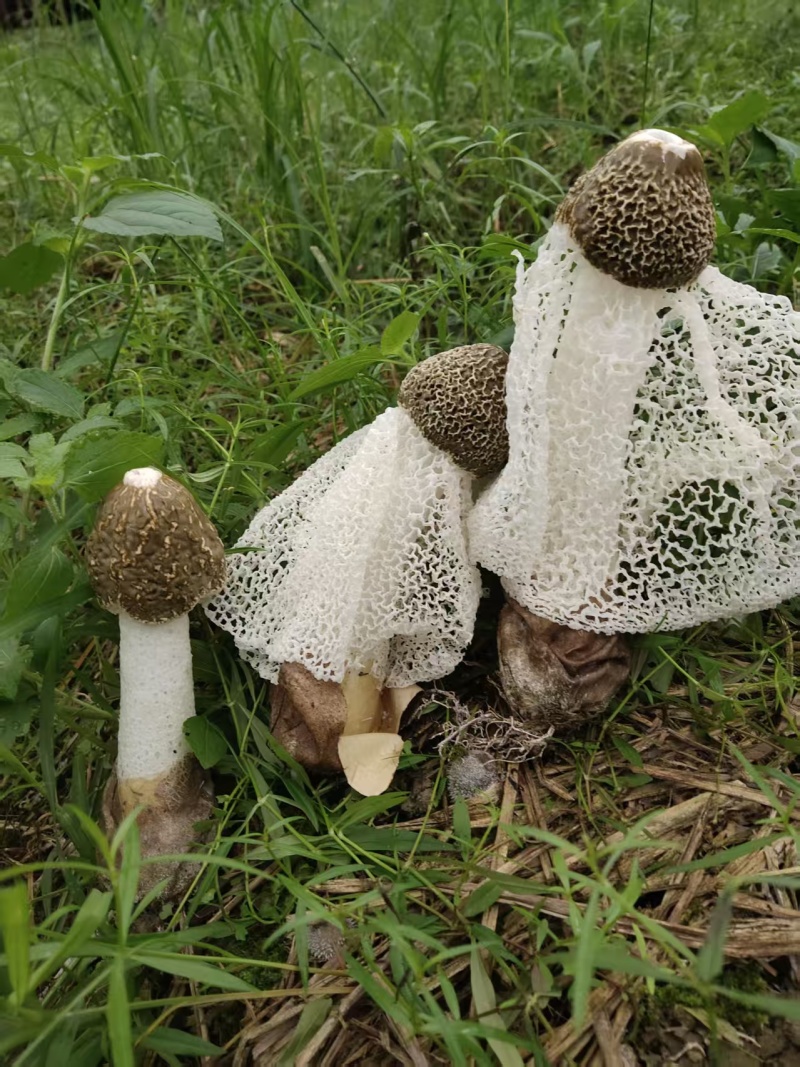 A类长裙竹荪