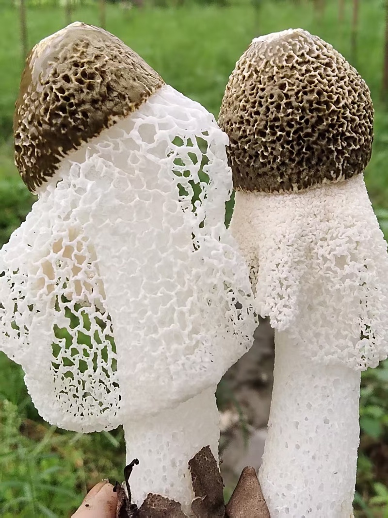 A类长裙竹荪