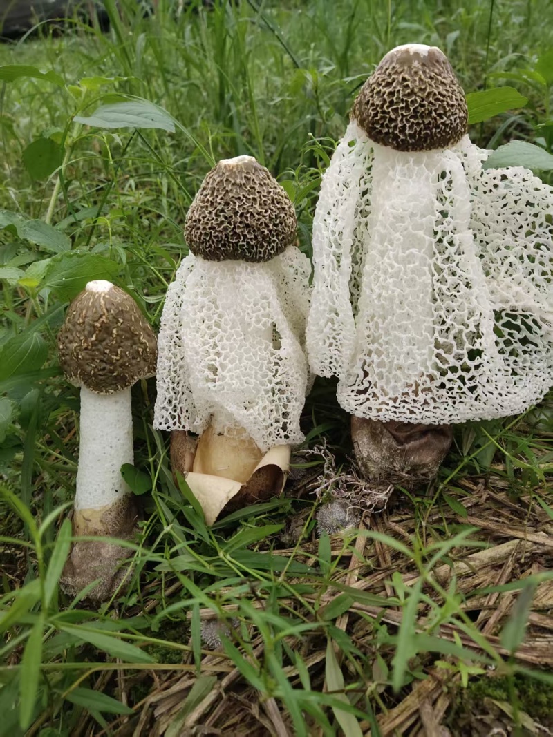 A类长裙竹荪
