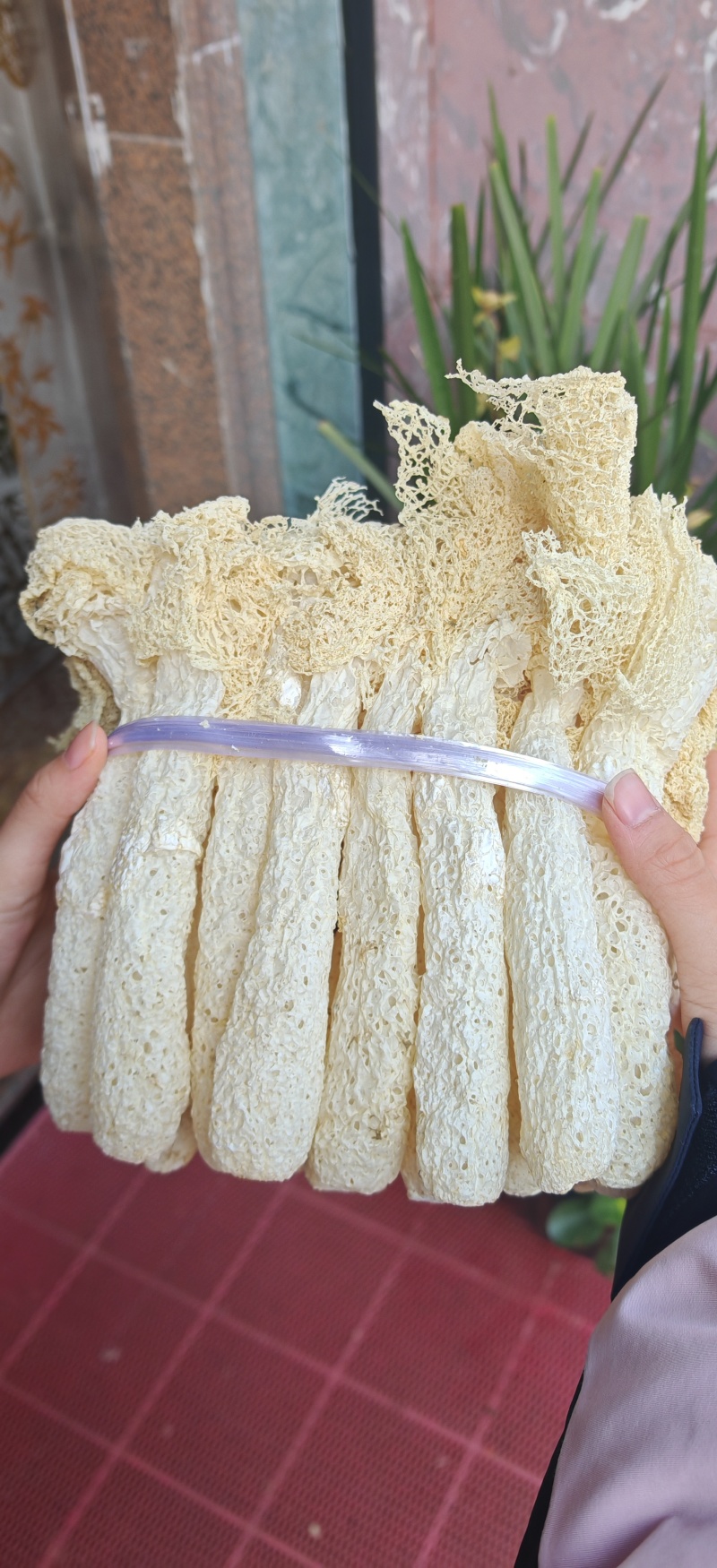 A类长裙竹荪