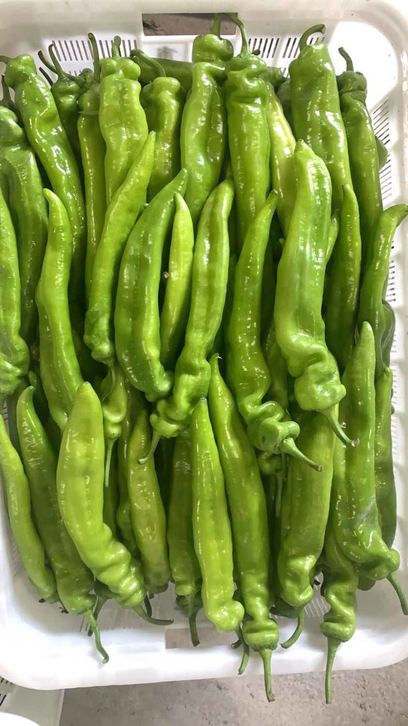 西昌辣椒