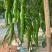 西昌辣椒