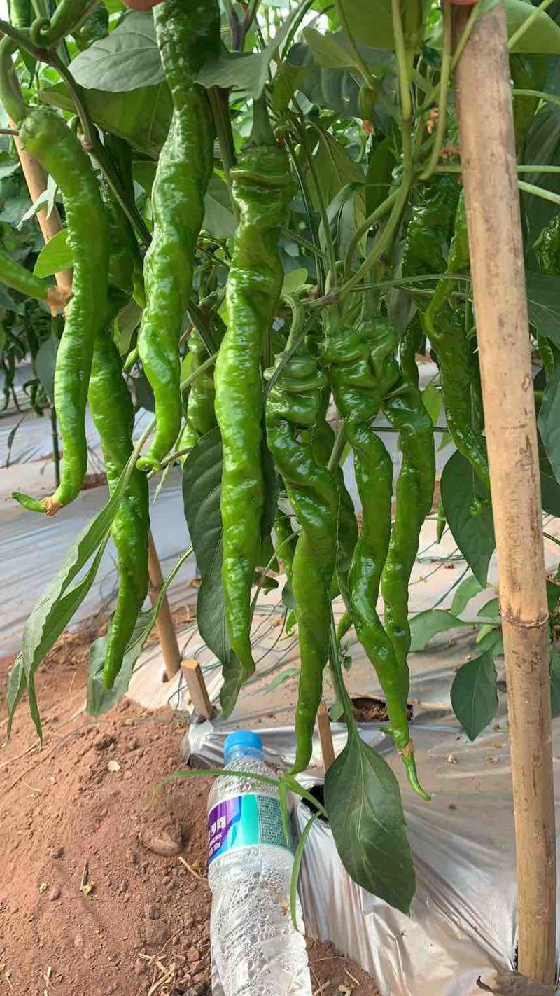 西昌辣椒