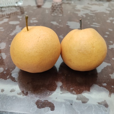晚秋红梨
