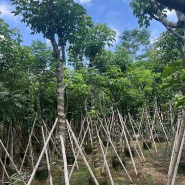 秋枫骨架10-25分，各种规格，大量低价出售