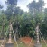 秋枫骨架10-25分，各种规格，大量低价出售
