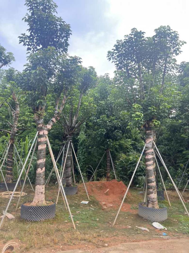 秋枫骨架10-25分，各种规格，大量低价出售