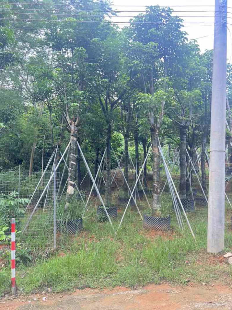 秋枫骨架10-25分，各种规格，大量低价出售