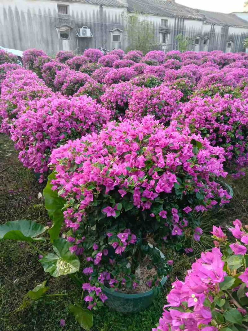 三角梅50-150，大量低价出售