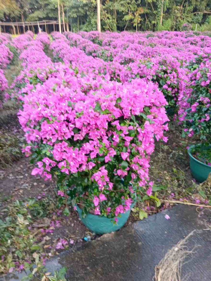 三角梅50-150，大量低价出售