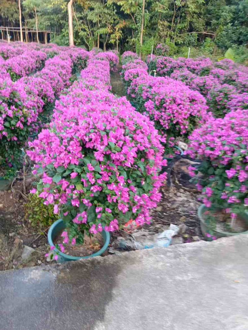 三角梅50-150，大量低价出售