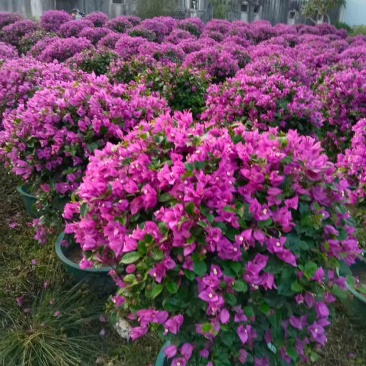 三角梅50-150，大量低价出售