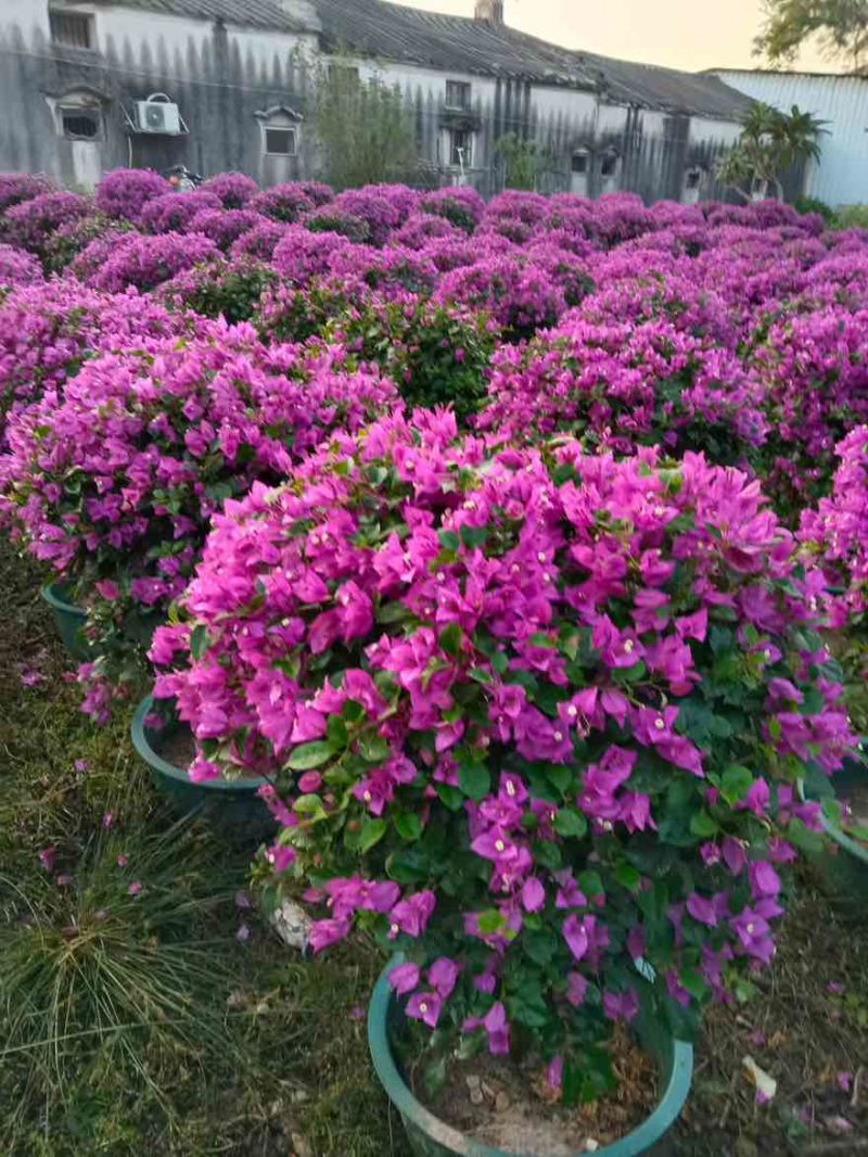 三角梅50-150，大量低价出售