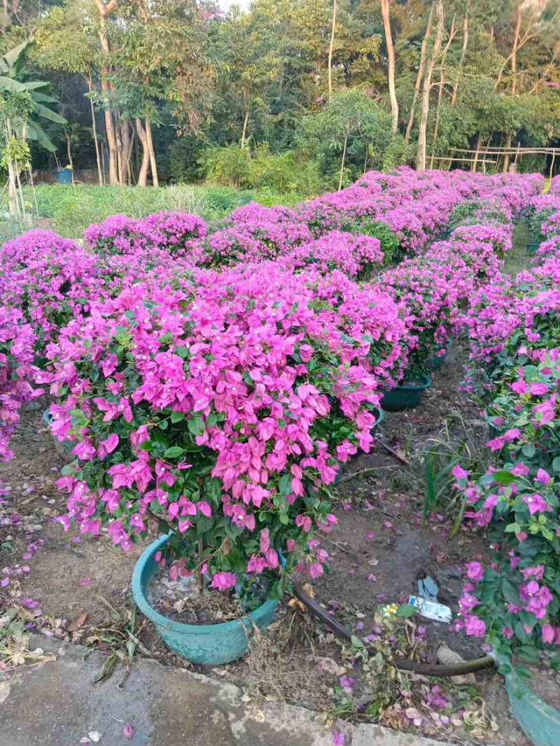 三角梅50-150，大量低价出售