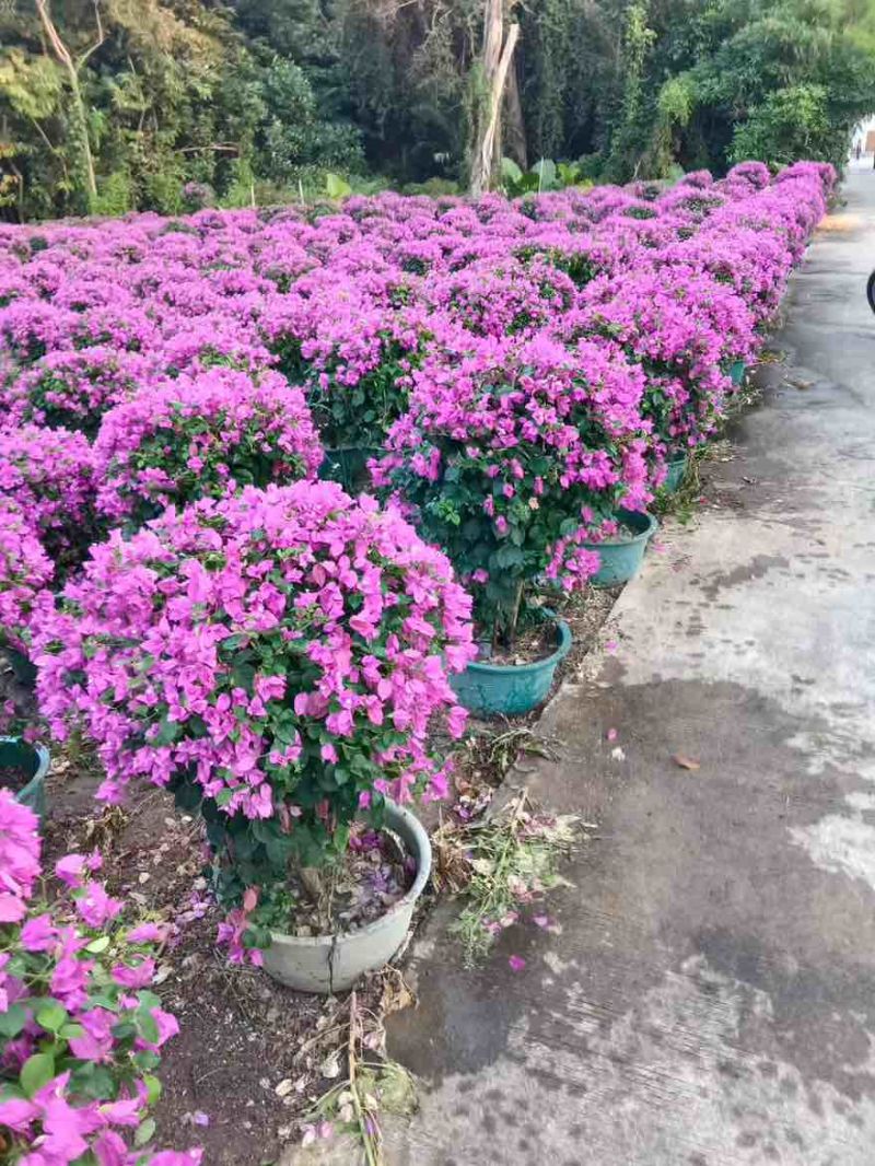 三角梅50-150，大量低价出售