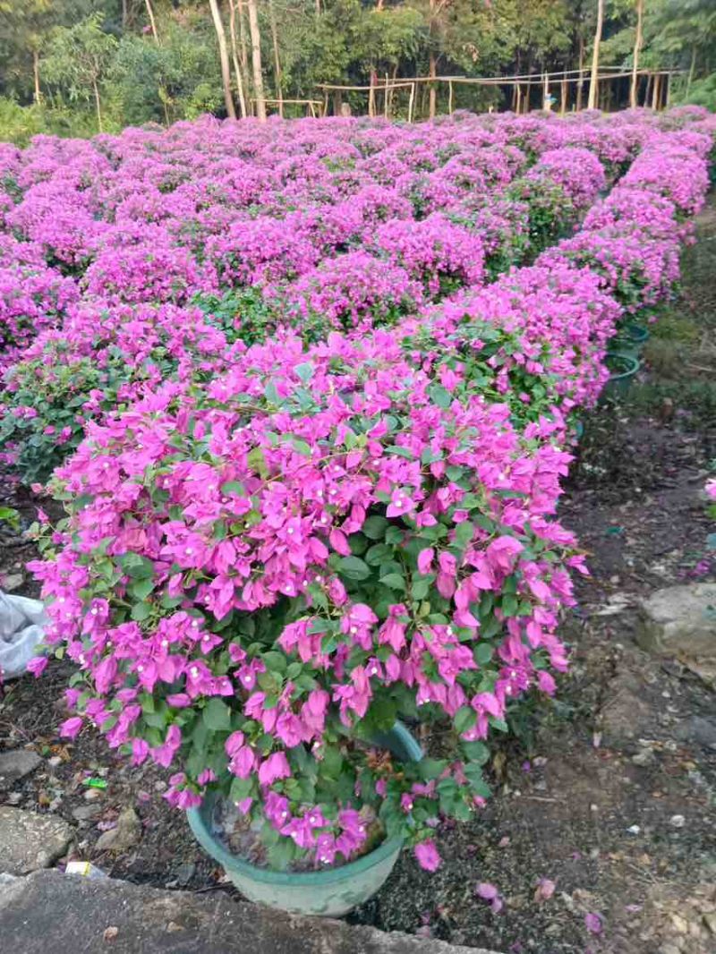 三角梅50-150，大量低价出售