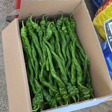 西昌精品辣椒