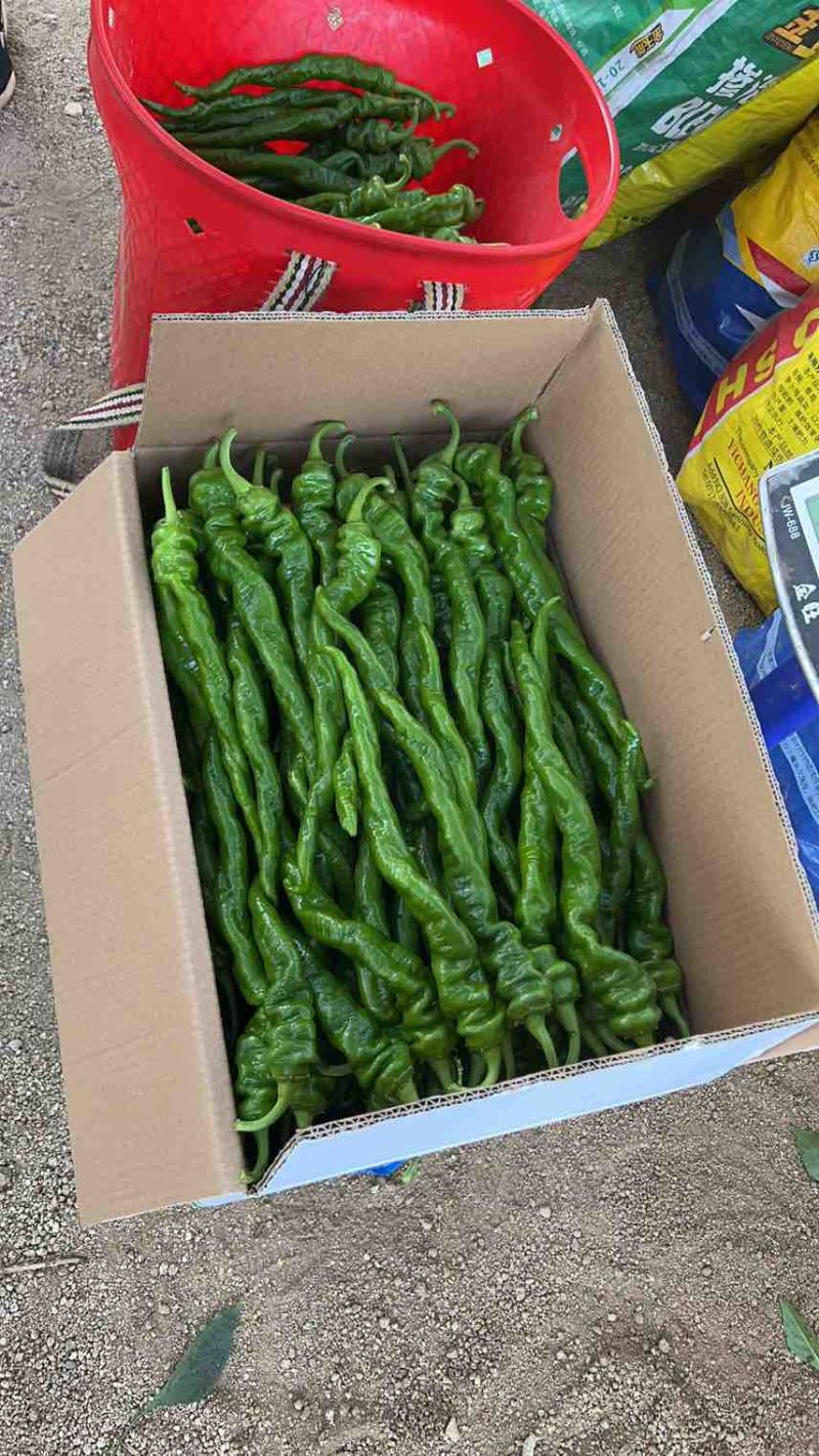 西昌精品辣椒