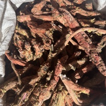 大花红景天野生的保质保量提供合法手续！