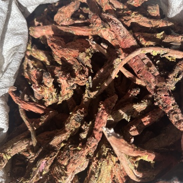 大花红景天野生的保质保量提供合法手续！