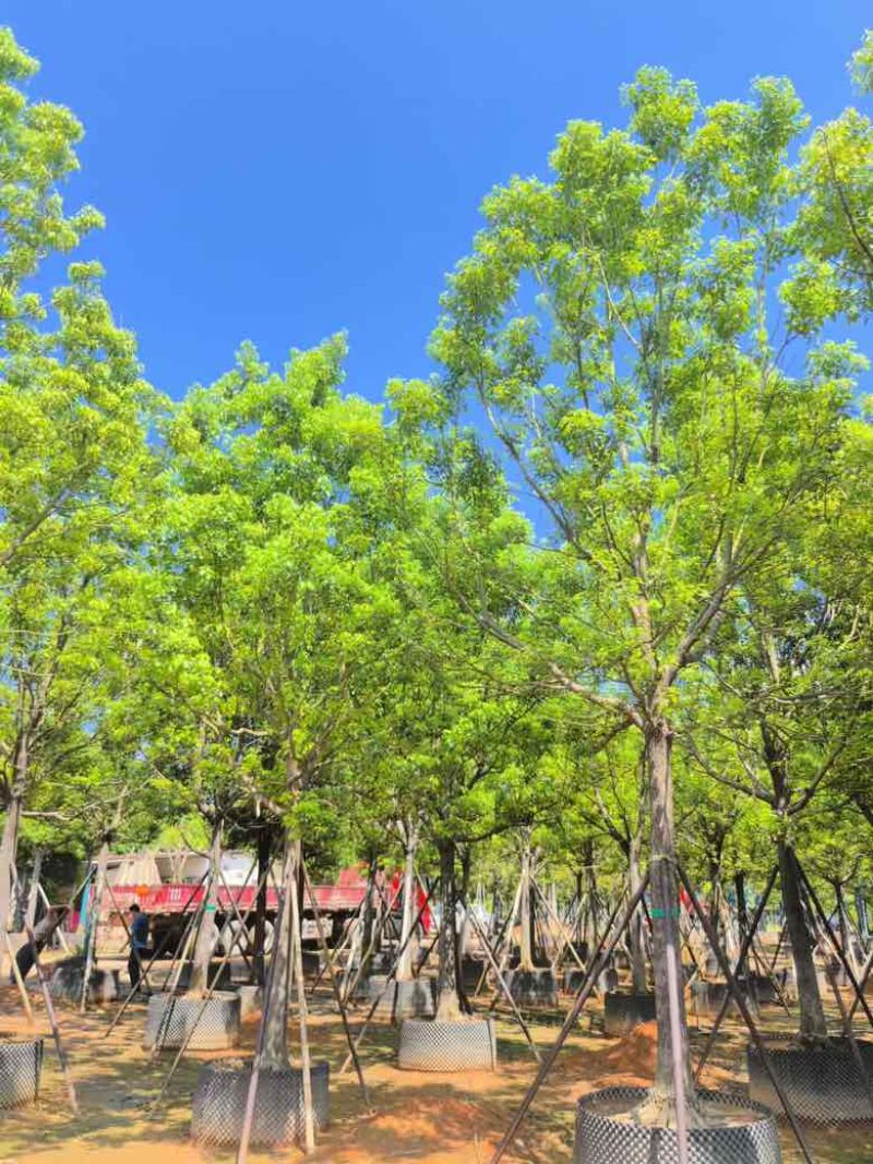 全冠香樟10-40分，各种规格，大量低价出售